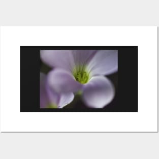 Oxalis Posters and Art